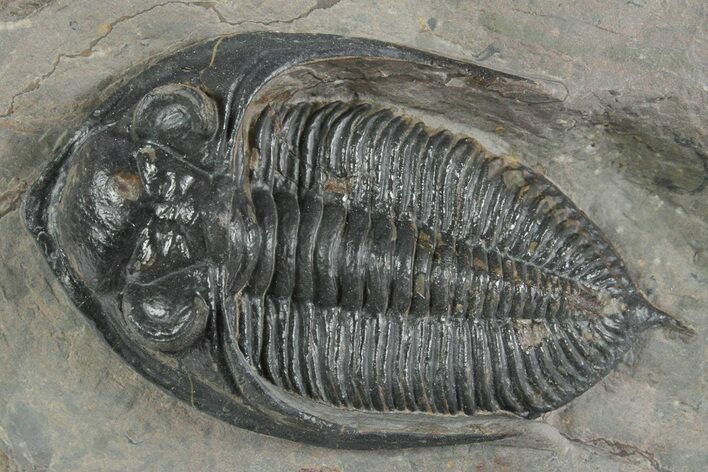 Fossil Zlichovaspis Trilobite - Atchana, Morocco #347297